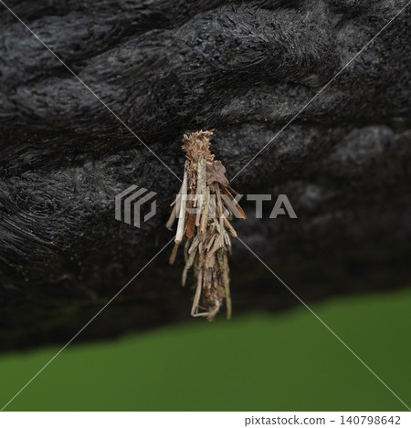 Minor beetle Minor beetle 140798642