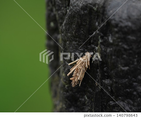 Minor beetle Minor beetle 140798643