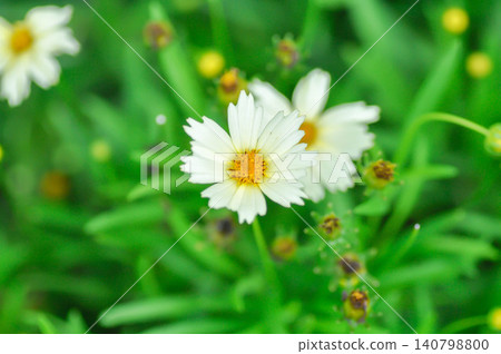 Coreopsis Uptick Cream or coreopsis, Coreopsis Tinctoria or Coreopsis tinctoria Nana or daisy or white flower Coreopsis Uptick Cream or coreopsis, Coreopsis Tinctoria or Coreopsis tinctoria Nana or daisy or white flower 140798800