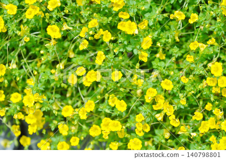 Gold Dust Mecardonia, Mecardonia Gold Dust or Mecardonia procumbens Mill Small or Plantaginaceae or yellow flower Gold Dust Mecardonia, Mecardonia Gold Dust or Mecardonia procumbens Mill Small or Plantaginaceae or yellow flower 140798801