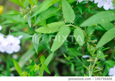 Sensitive plant , Shameplant or Sleeping grass or Mimosa hispidula Kunth or Mimosa pudica L or weed plant 140798806