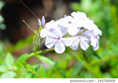 Garden Phlox or Herbaceous perennial or Phlox drummondii Hook or Polemoniaceae or Pride of Texas or Star Phlox or light purple flower 140798809