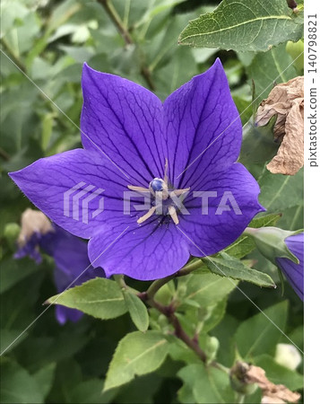一朵雌蕊開放的風鈴草。 一朵雌蕊開放的風鈴草。 140798821