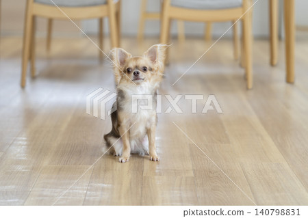 A 6-year-old female Chihuahua sitting inside the house. A 6-year-old female Chihuahua sitting inside the house. 140798831