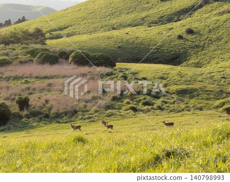 Grasslands with deer Grasslands with deer 140798993