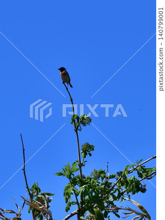 Stonechat in the meadow Stonechat in the meadow 140799001