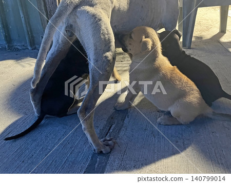 在農村裡拍攝母犬正在哺育幼犬的畫面 在農村裡拍攝母犬正在哺育幼犬的畫面 140799014