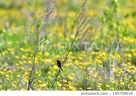 Stonechat in the meadow Stonechat in the meadow 140799038