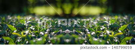 Green tea bush leaves close up in bright sunlight. Fresh hedge or shrub foliage textured background, panoramic nature banner with symmetric bokeh effect Green tea bush leaves close up in bright sunlight. Fresh hedge or shrub foliage textured background, panoramic nature banner with symmetric bokeh effect 140799059