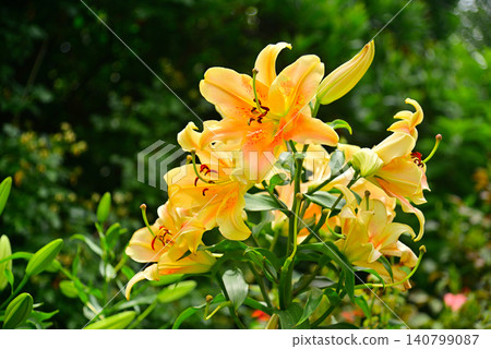 五顏六色的百合花 140799087