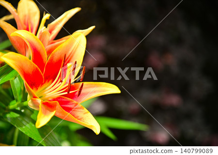 五顏六色的百合花 140799089