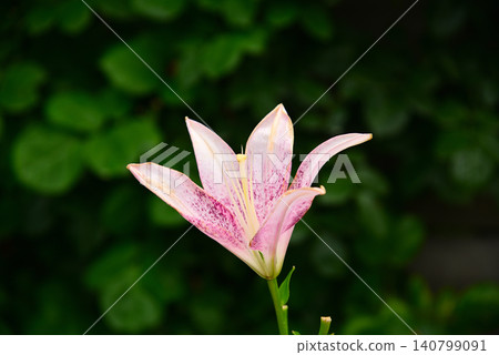 五顏六色的百合花 140799091