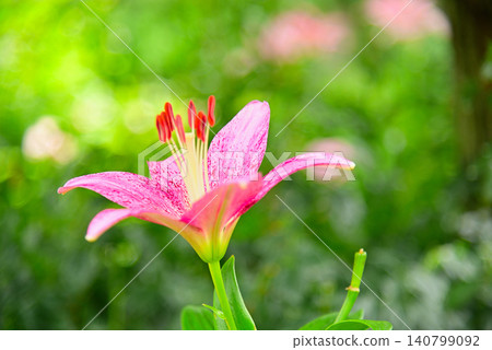 五顏六色的百合花 140799092