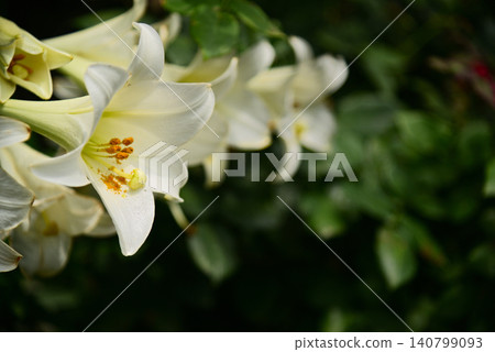 五顏六色的百合花 140799093