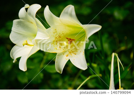 五顏六色的百合花 140799094