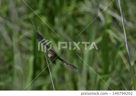 Stonechat in the meadow Stonechat in the meadow 140799202