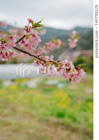 河津櫻花和油菜花盛開。 河津櫻花和油菜花盛開。 140799226