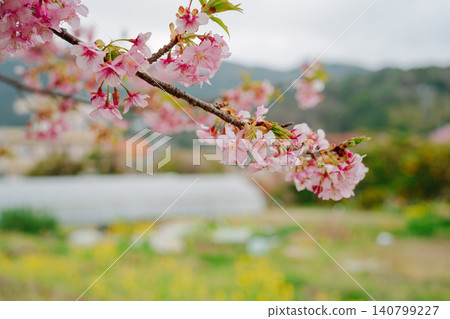河津櫻花和油菜花盛開。 140799227