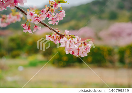 Kawazu cherry blossoms and rapeseed flowers in full bloom Kawazu cherry blossoms and rapeseed flowers in full bloom 140799229
