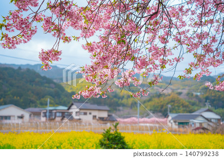 Kawazu cherry blossoms in full bloom and a field of rapeseed flowers Kawazu cherry blossoms in full bloom and a field of rapeseed flowers 140799238