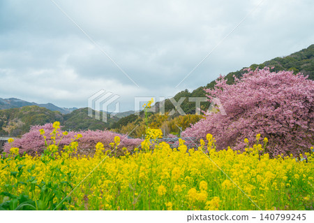 Kawazu cherry blossoms in full bloom and a field of rapeseed flowers Kawazu cherry blossoms in full bloom and a field of rapeseed flowers 140799245