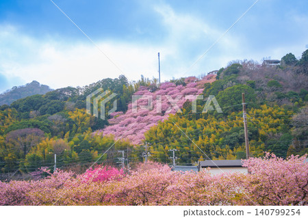 Kawazu cherry blossoms blooming in the mountainous area of Kawazu town Kawazu cherry blossoms blooming in the mountainous area of Kawazu town 140799254