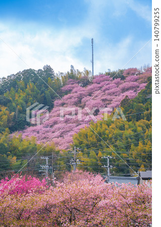 河津町山區盛開的河津櫻花 河津町山區盛開的河津櫻花 140799255