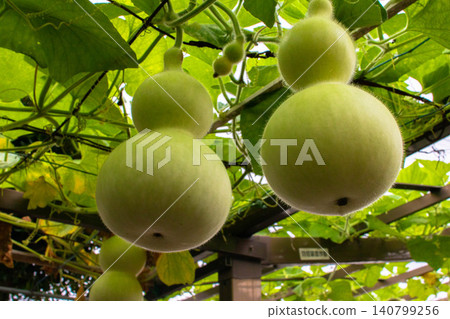 Two gourds from the terraced rice fields Two gourds from the terraced rice fields 140799256