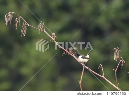 草地上的石聊 草地上的石聊 140799260