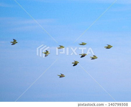 Japanese Green Pigeons flying in flocks across the blue sky in Oiso 140799308
