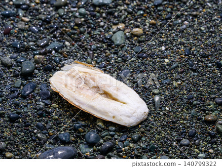 Cuttlefish bone washed ashore on a gravel beach Cuttlefish bone washed ashore on a gravel beach 140799322