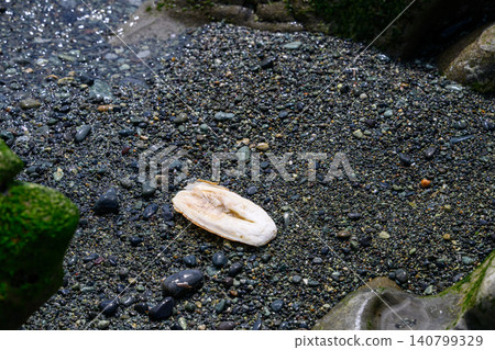 Cuttlefish bone found on the beach gravel Cuttlefish bone found on the beach gravel 140799329