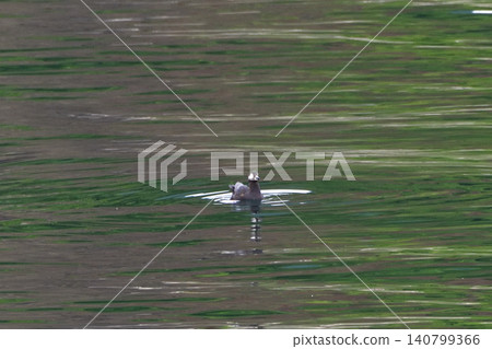 Pigeon Guillemot in Shari Utoro Pigeon Guillemot in Shari Utoro 140799366