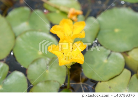 Asaza flowers Asaza flowers 140799370