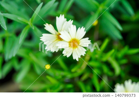 Coreopsis Uptick Cream or coreopsis, Coreopsis Tinctoria or Coreopsis tinctoria Nana or daisy or white flower 140799373