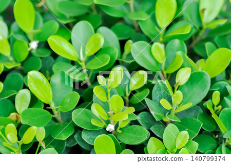 Ficus microcarpa Panda, Ficus microcarpa L f or moraceae 140799374