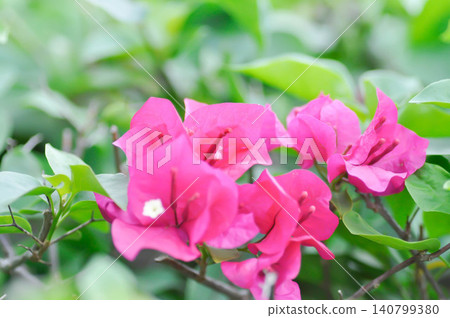 Bougainvillea or paper flower , red paper flower or fuchsia flower Bougainvillea or paper flower , red paper flower or fuchsia flower 140799380