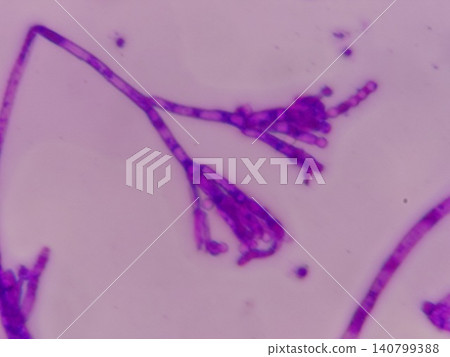 分生孢子分成兩個 分生孢子分成兩個 140799388