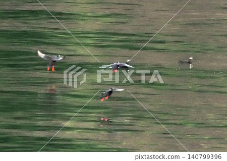 斜裡宇托羅的海鳩 140799396