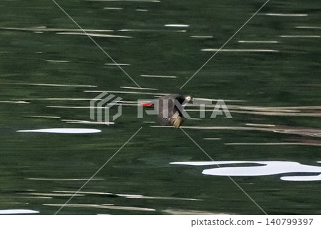 Pigeon Guillemot in Shari Utoro 140799397