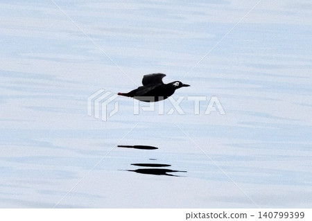 Pigeon Guillemot in Shari Utoro Pigeon Guillemot in Shari Utoro 140799399