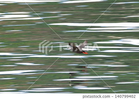 Pigeon Guillemot in Shari Utoro Pigeon Guillemot in Shari Utoro 140799402
