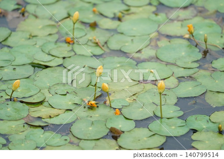睡蓮花蕾 睡蓮花蕾 140799514
