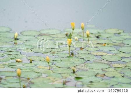 Water lily flower buds Water lily flower buds 140799516