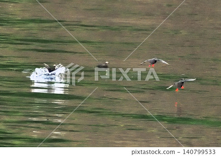 Pigeon Guillemot in Shari Utoro Pigeon Guillemot in Shari Utoro 140799533