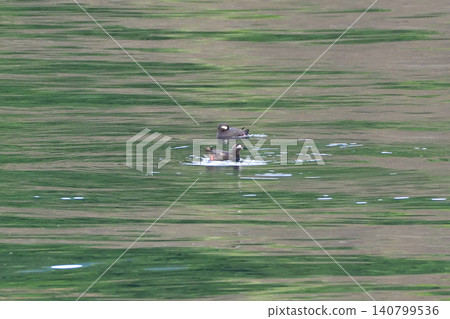 Pigeon Guillemot in Shari Utoro Pigeon Guillemot in Shari Utoro 140799536