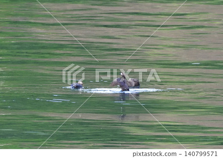 Pigeon Guillemot in Shari Utoro Pigeon Guillemot in Shari Utoro 140799571