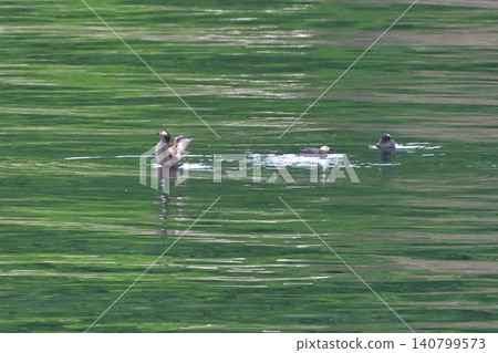 Pigeon Guillemot in Shari Utoro Pigeon Guillemot in Shari Utoro 140799573