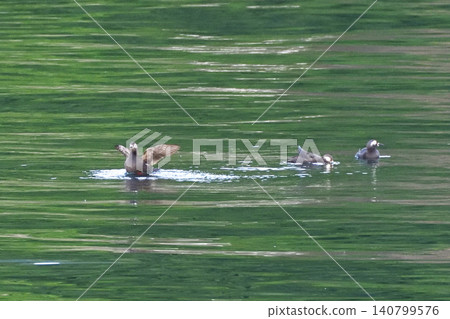 Pigeon Guillemot in Shari Utoro Pigeon Guillemot in Shari Utoro 140799576