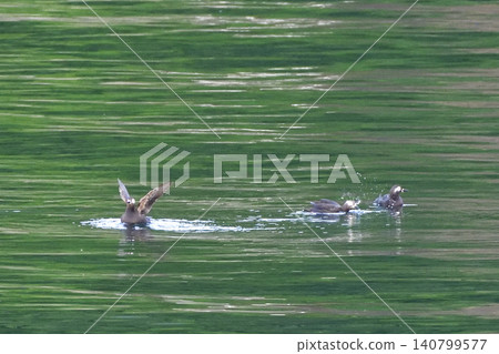 Pigeon Guillemot in Shari Utoro Pigeon Guillemot in Shari Utoro 140799577